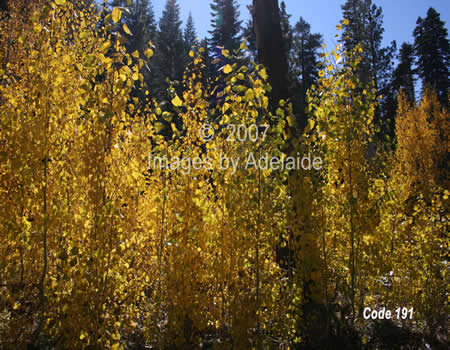 Shimmering Aspen